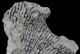 Graptolite (Desmograptus) Plate - Rochester Shale, NY #68900-1
